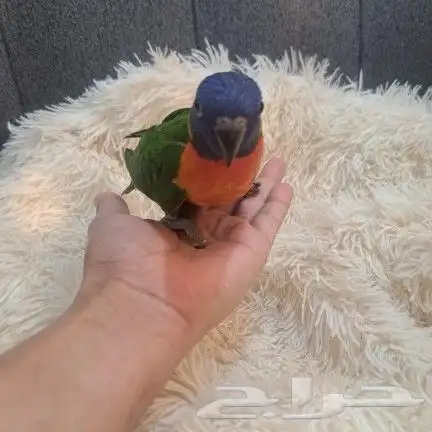 لوري نهايه فطام 4