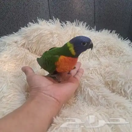لوري نهايه فطام 1