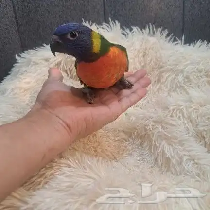 لوري نهايه فطام 0