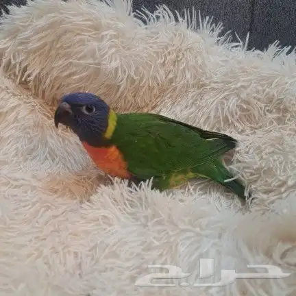 لوري نهايه فطام 3