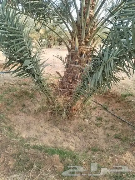 نخيل مثمر للبيع صقعي سكري اخلاص هلالي مجدوله شيشي شبيبي 0