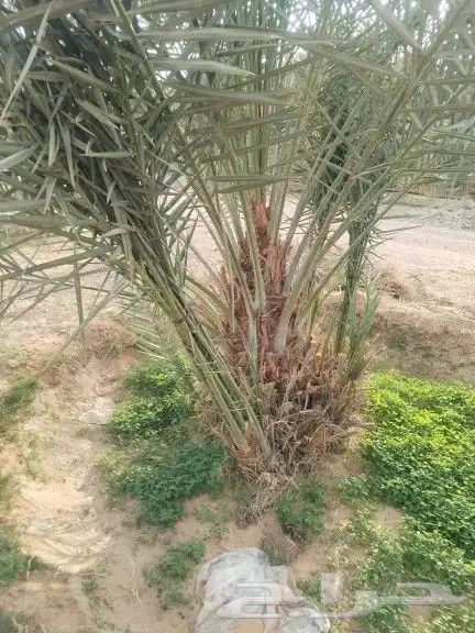 نخيل مثمر للبيع صقعي سكري اخلاص هلالي مجدوله شيشي شبيبي 9