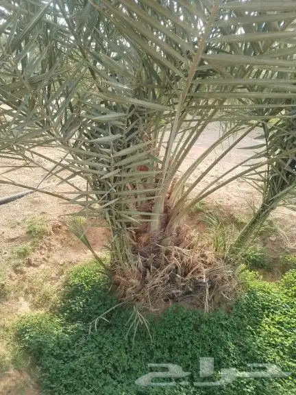 نخيل مثمر للبيع صقعي سكري اخلاص هلالي مجدوله شيشي شبيبي 7