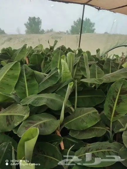 شتلات موز المريكي جنبوه 0