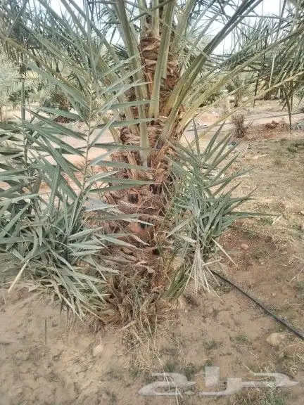 نخيل مثمر للبيع صقعي سكري اخلاص هلالي مجدوله شيشي شبيبي 4