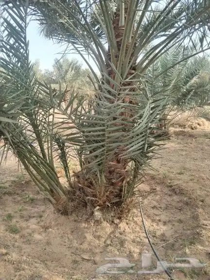 نخيل مثمر للبيع صقعي سكري اخلاص هلالي مجدوله شيشي شبيبي 2