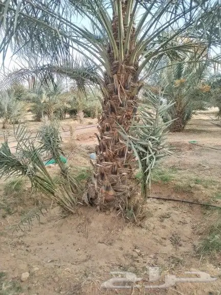 نخيل مثمر للبيع صقعي سكري اخلاص هلالي مجدوله شيشي شبيبي 5