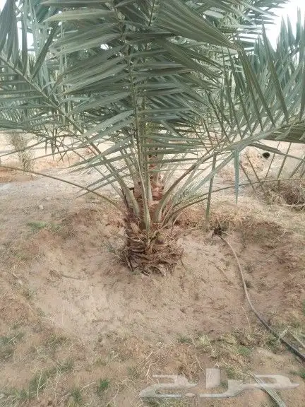 نخيل مثمر للبيع صقعي سكري اخلاص هلالي مجدوله شيشي شبيبي 1