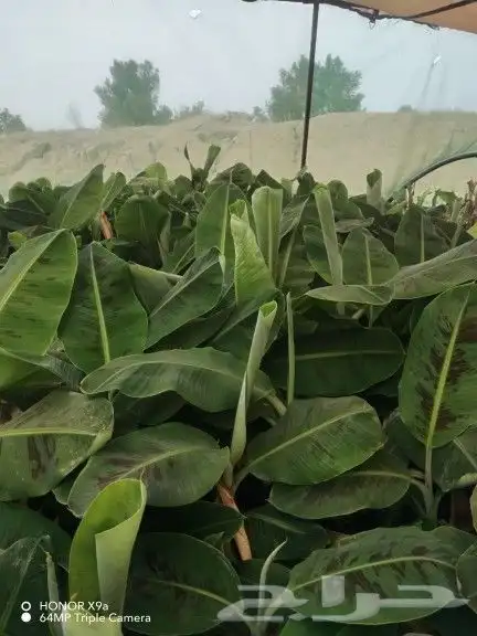 شتلات موز المريكي جنبوه 1