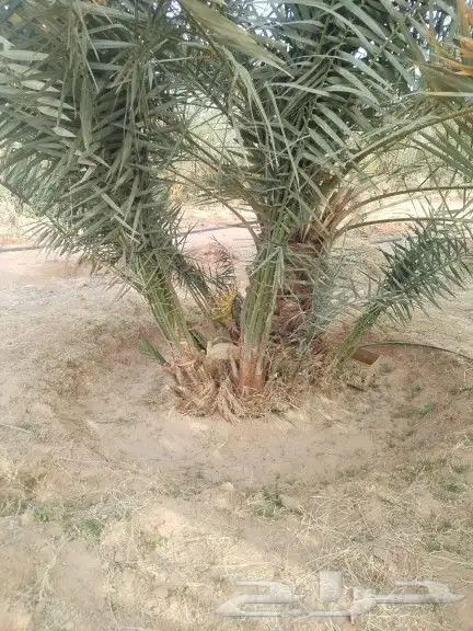 نخيل مثمر للبيع صقعي سكري اخلاص هلالي مجدوله شيشي شبيبي 3