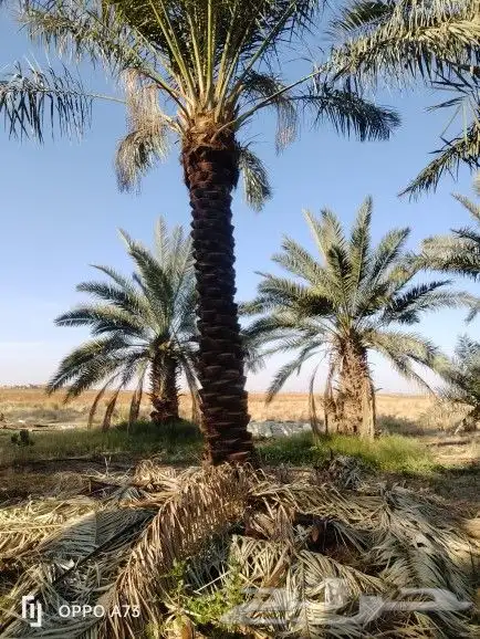 نخل للبيع جده مكه نقوم بتكريب وتلقيح النخل ونورد نخل عربي 3