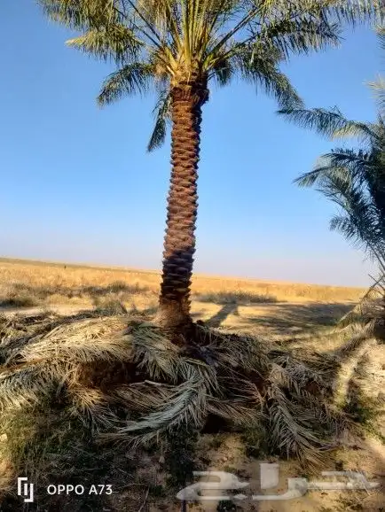 نخل للبيع جده مكه نقوم بتكريب وتلقيح النخل ونورد نخل عربي 0