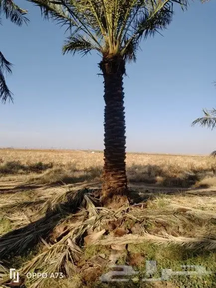 نخل للبيع جده مكه نقوم بتكريب وتلقيح النخل ونورد نخل عربي 2