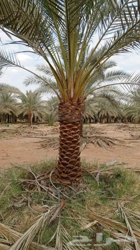 متخصصون في التشجير وتوريد وتشبيك المزارع 5