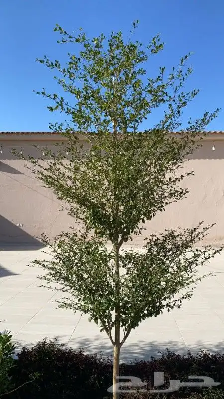 اشجار ونخيل 15