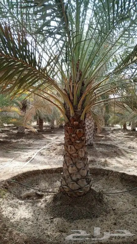 متخصصون في التشجير وتوريد وتشبيك المزارع 2
