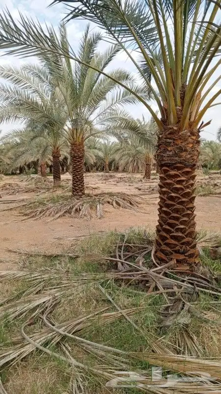 متخصصون في التشجير وتوريد وتشبيك المزارع 4