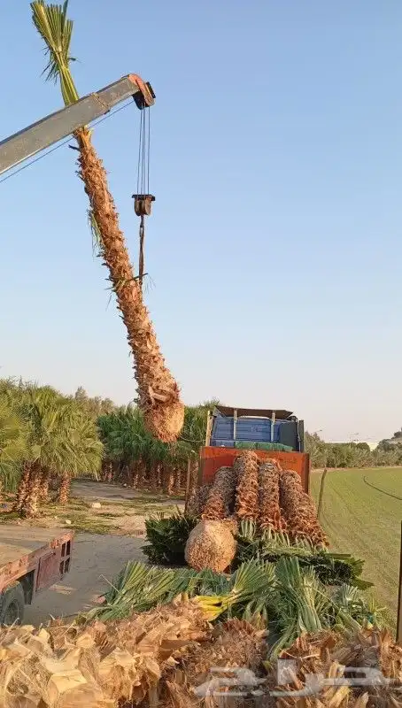 مقاولت عامه شبوك وزراعه نخيل 9