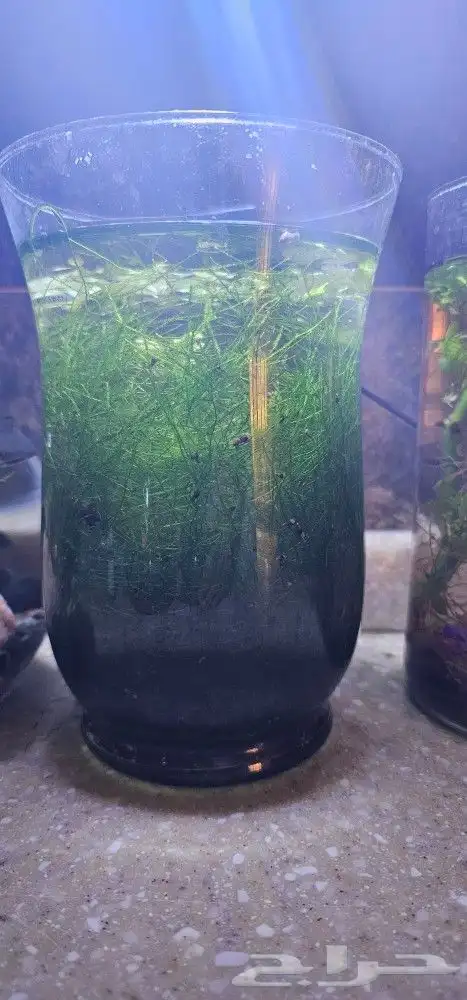 جافا موس java moss 0