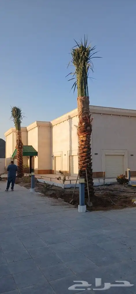 نخل للبيع 4