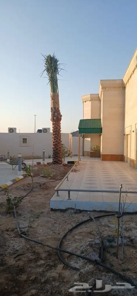 نخل للبيع 5