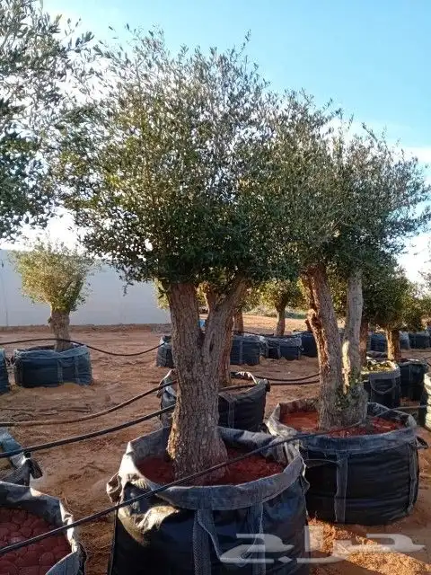 زيتون معمر 6