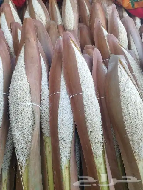 لقاح طازج جديد 3