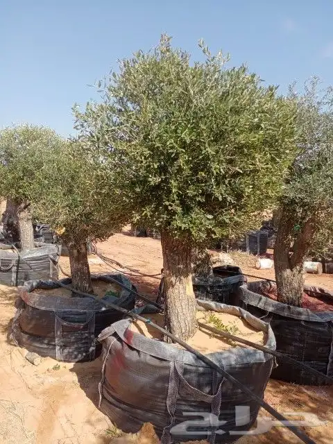 زيتون معمر 4