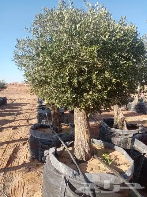 زيتون معمر 1