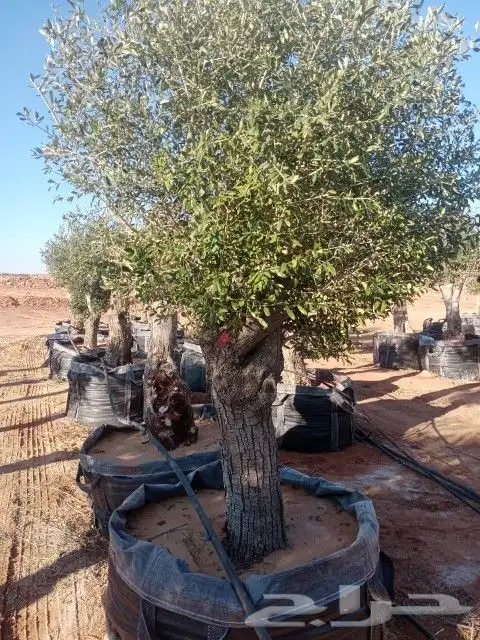 زيتون معمر 3