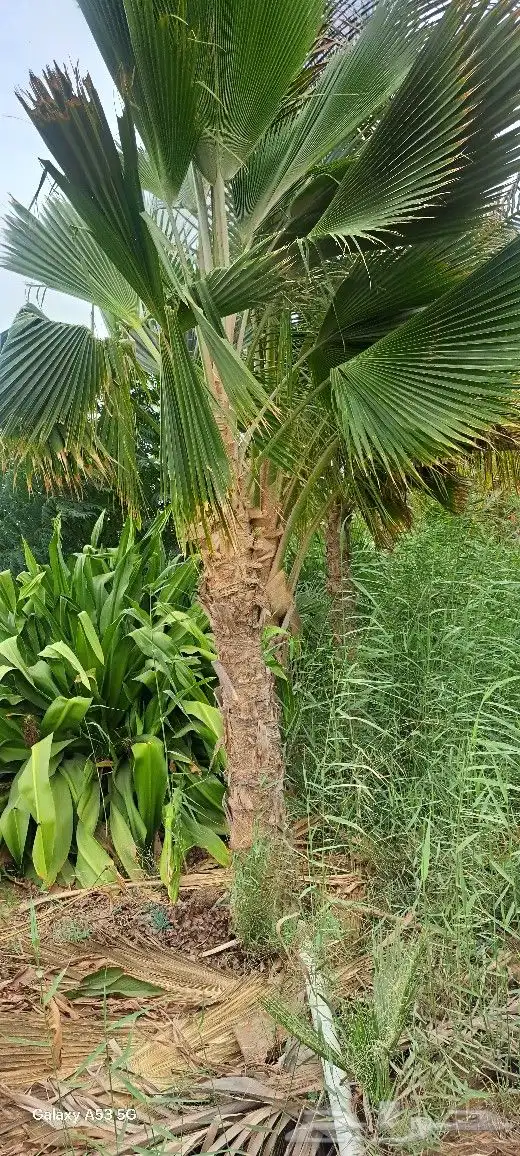 نخل للبيع جثايث عربي واشنطونيا زينه 5
