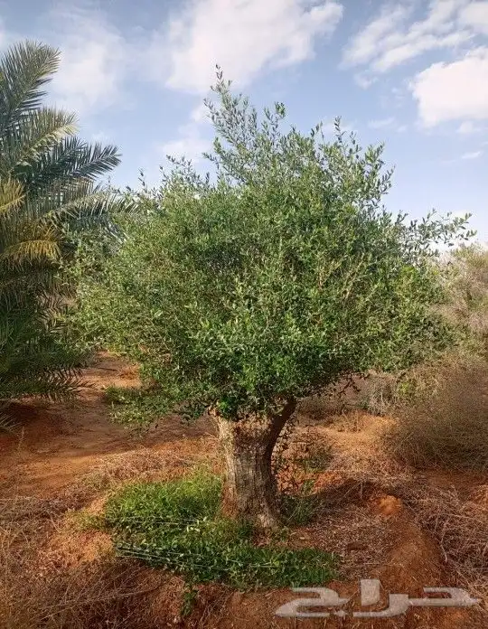 زيتون معمر 0