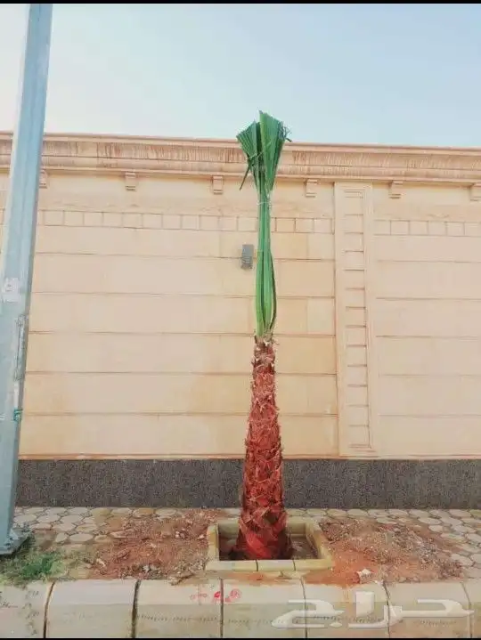 يوجد لدينا جميع انواع النخيل لتواصل 6