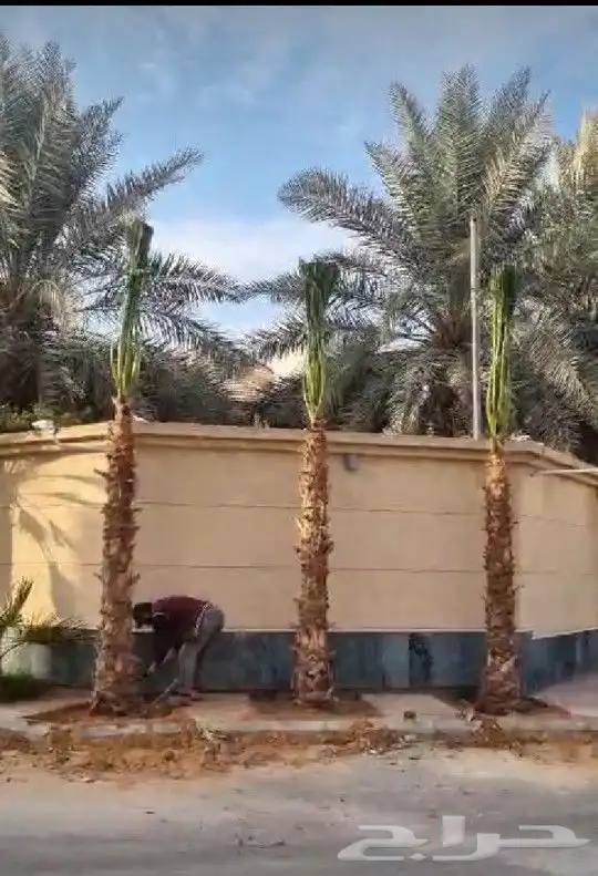 يوجد لدينا جميع انواع النخيل لتواصل 3