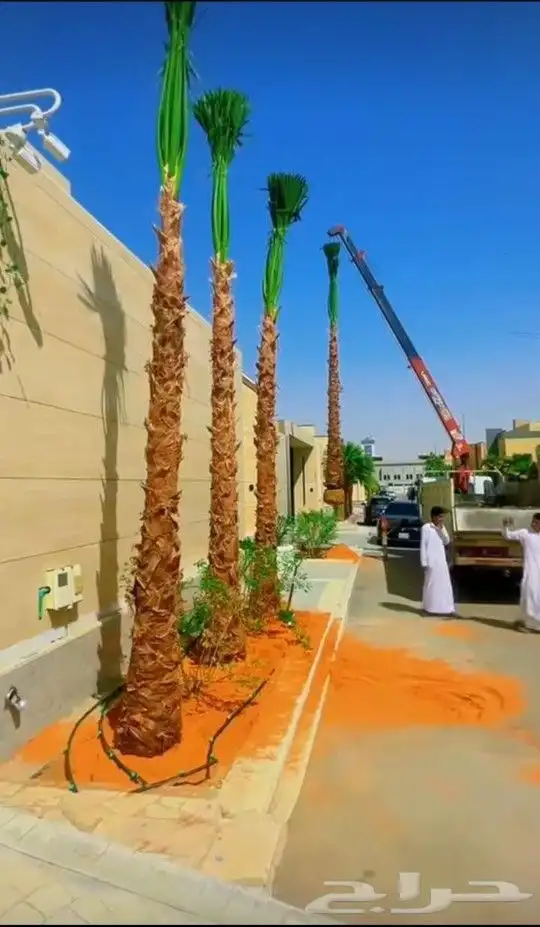 يوجد لدينا جميع انواع النخيل لتواصل 0