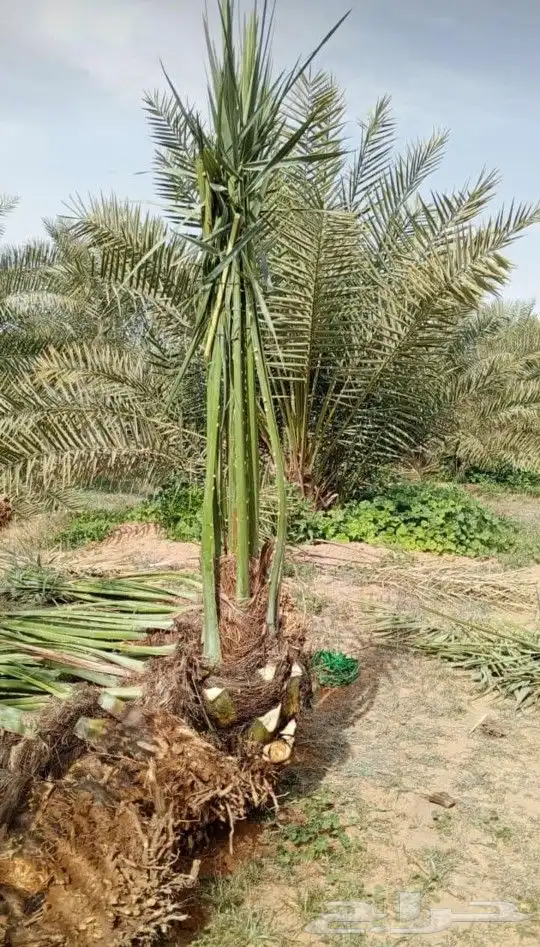 يوجد لدينا جميع انواع النخيل لتواصل 5