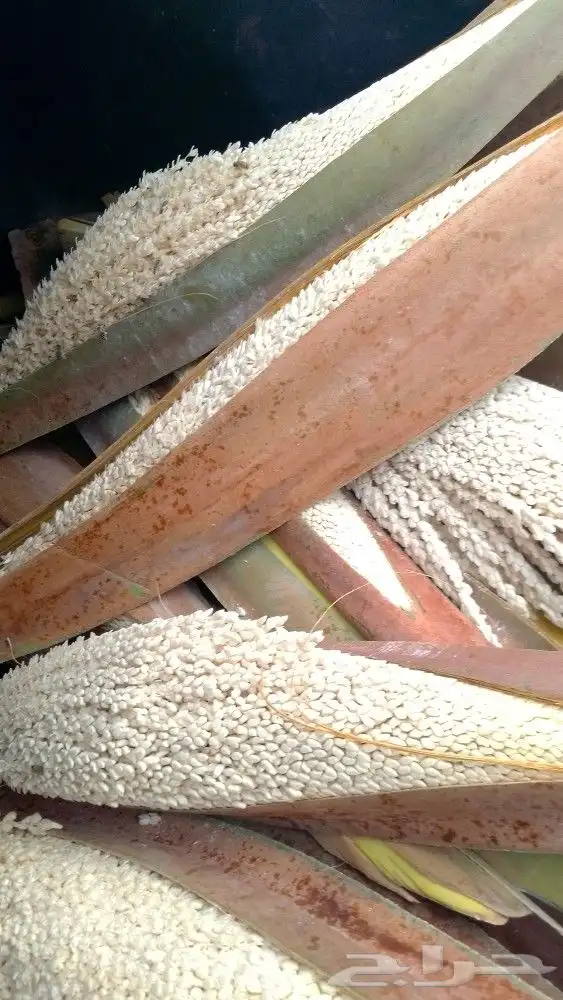 لقاح طازج جديد 4