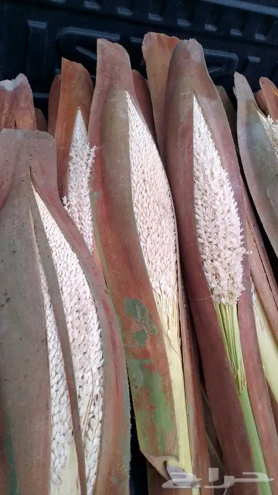 لقاح طازج جديد 1