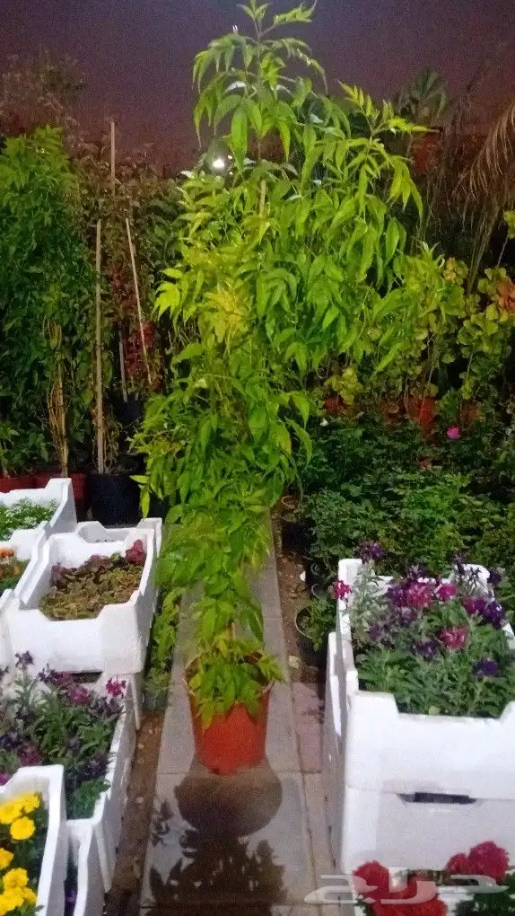 مزارع شتلات وقص الشجر والتيل وبيع الزهور 12