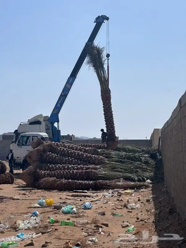 نخل للبيع جده مكه نقوم بتكريب وتلقيح النخل ونورد نخل عربي 9