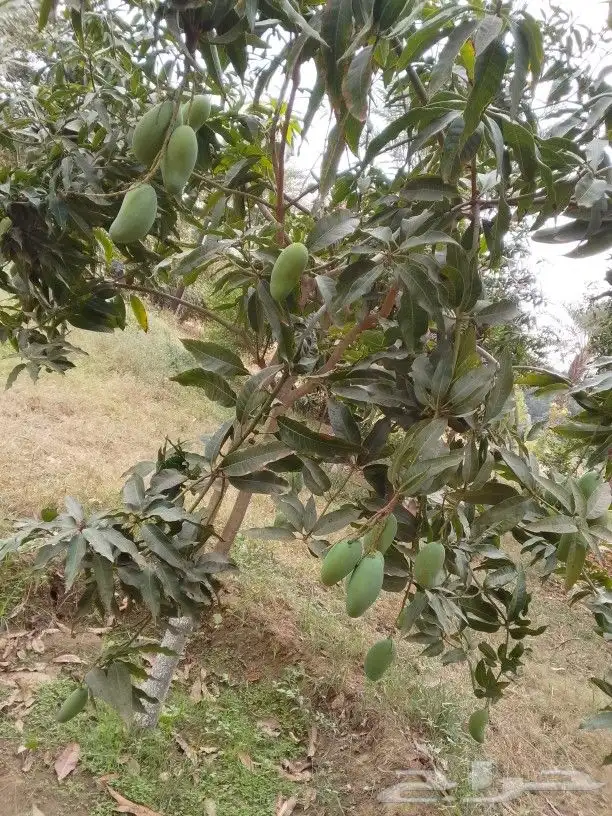 مانجوه هندي   تومي 0