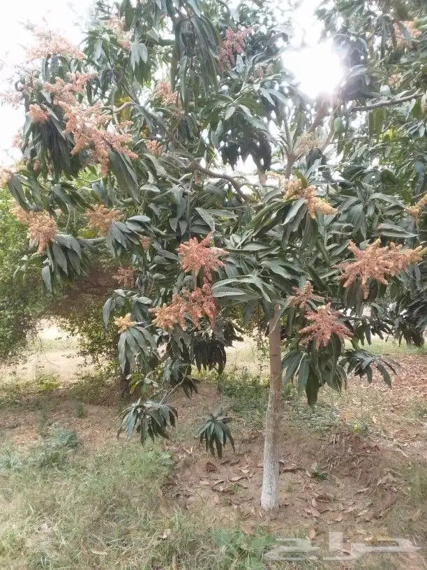 مانجوه هندي   تومي 1