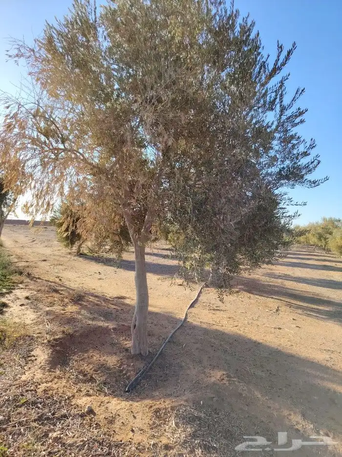 اشجار زيتون 6