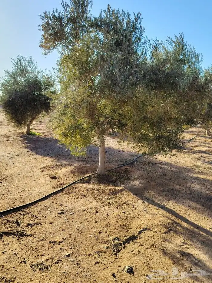 اشجار زيتون 4