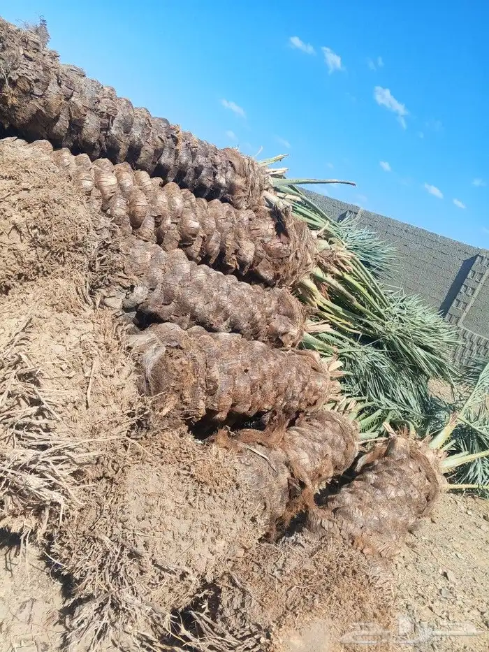 نخل للبيع جده مكه نقوم بتكريب وتلقيح النخل ونورد نخل عربي 7