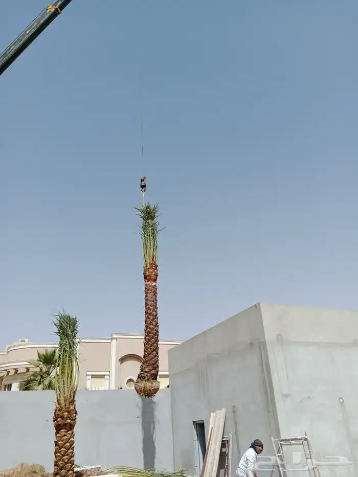 اشجار ونخيل 4