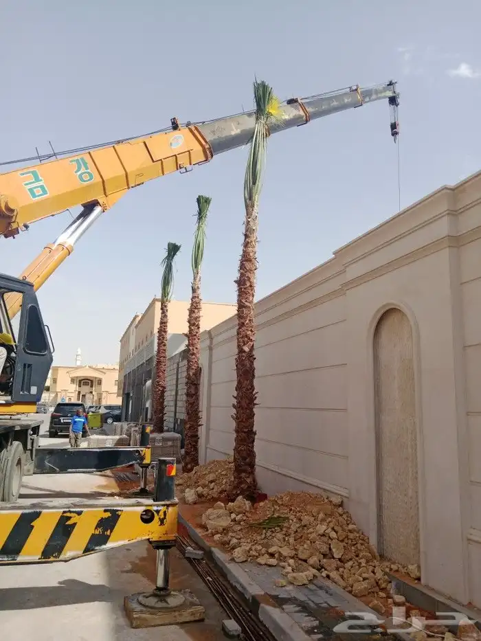 اشجار ونخيل 2