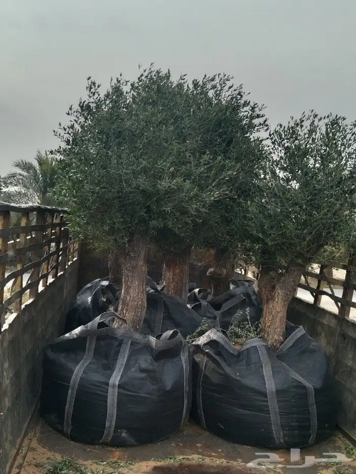 اشجار ونخيل 9