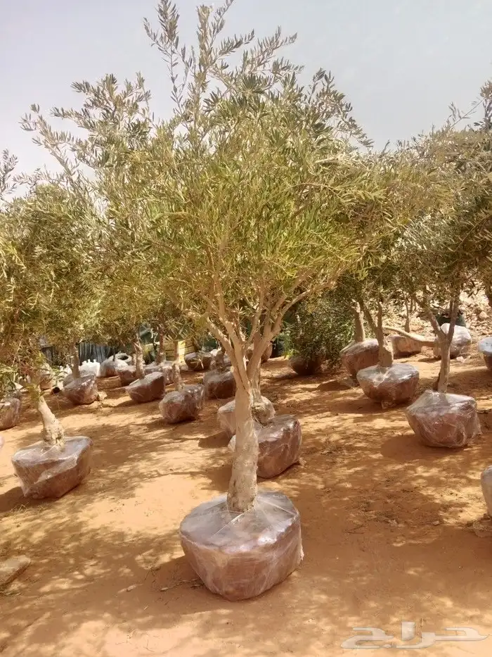 اشجار ونخيل 14