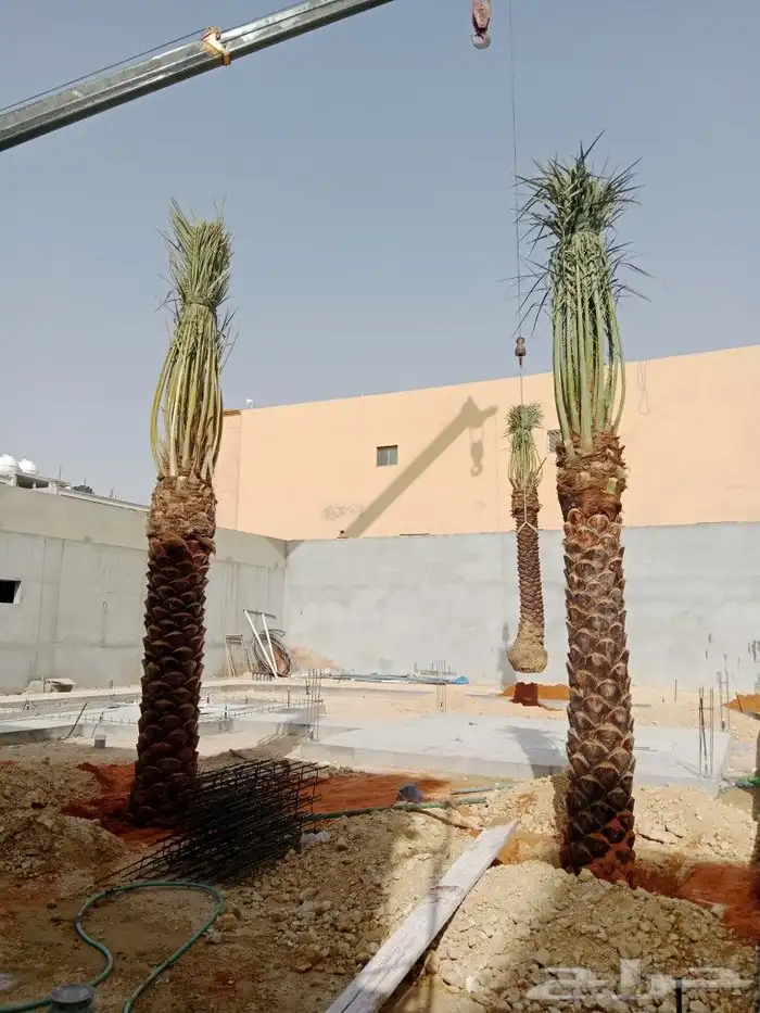 اشجار ونخيل 0